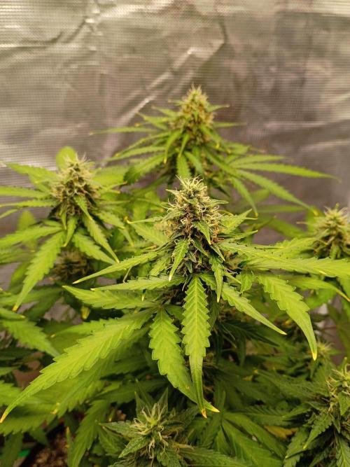 Alaskan Bananaberry Auto. Week 8