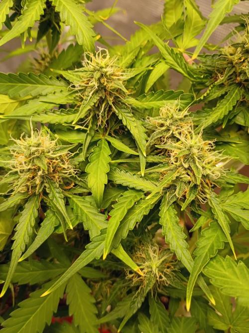 Alaskan Bananaberry Auto. Week 8