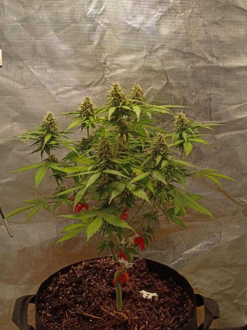 Alaskan Bananaberry Auto. Week 8