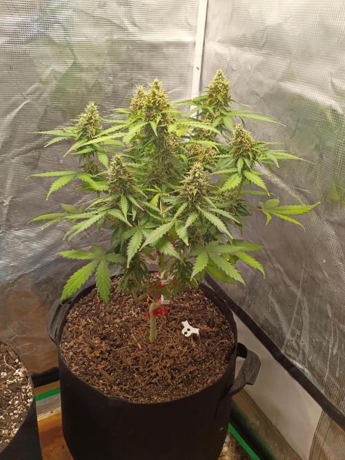 Alaskan Bananaberry Auto. Week 9
