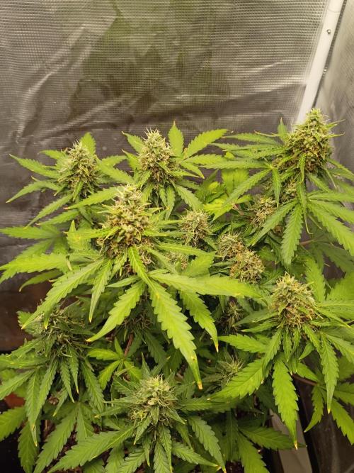 Alaskan Bananaberry Auto. Week 9