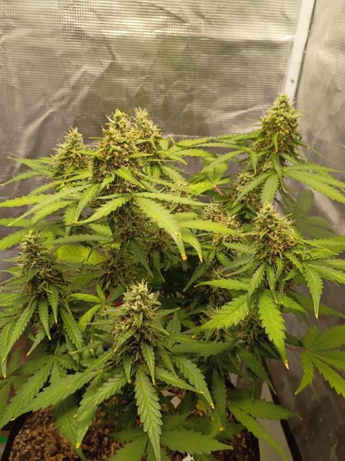 Alaskan Bananaberry Auto. Week 9