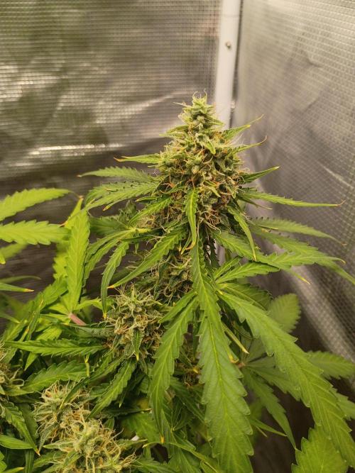 Alaskan Bananaberry Auto. Week 9