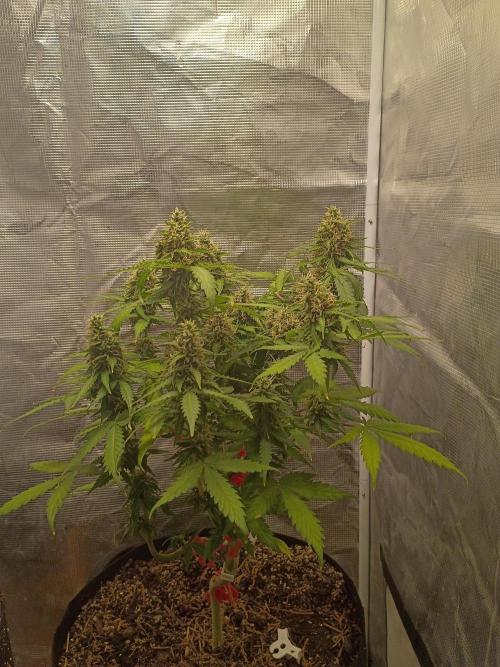Alaskan Bananaberry Auto. Week 9