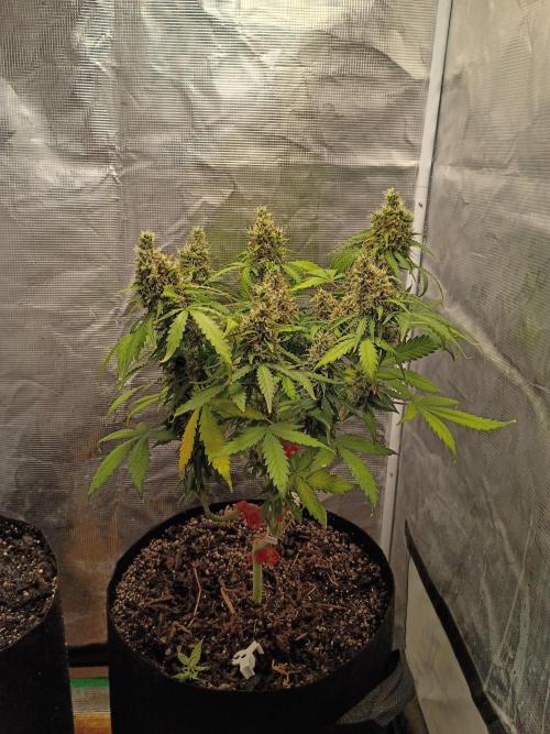 Alaskan Bananaberry Auto. Week 10