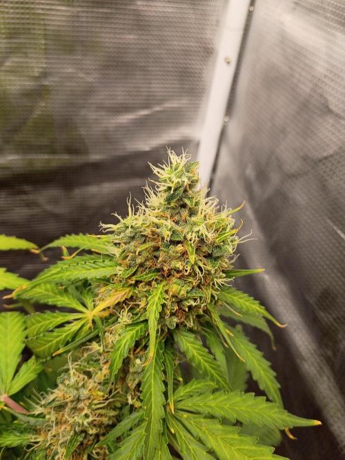 Alaskan Bananaberry Auto. Week 10