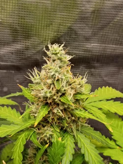 Alaskan Bananaberry Auto. Week 10