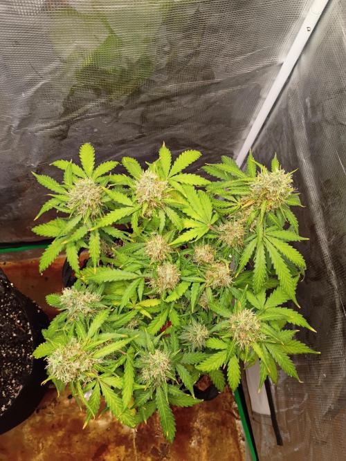Alaskan Bananaberry Auto. Week 10
