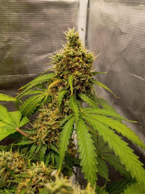 Alaskan Bananaberry Auto. Week 10