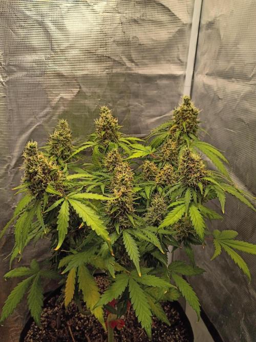 Alaskan Bananaberry Auto. Week 10