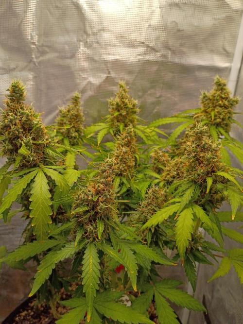 Alaskan Bananaberry Auto. Week 11