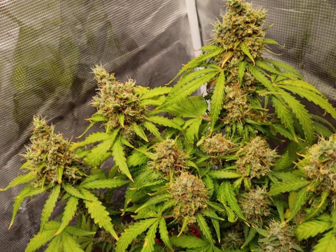 Alaskan Bananaberry Auto. Week 11
