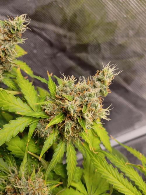 Alaskan Bananaberry Auto. Week 11