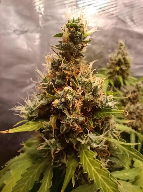 Alaskan Bananaberry Auto. Week 11