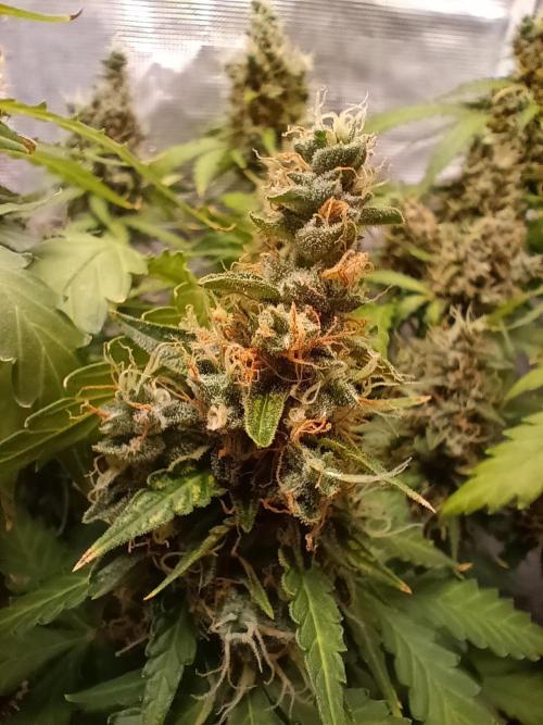 Alaskan Bananaberry Auto. Week 11