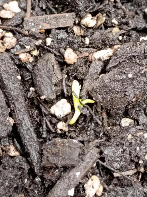Northern Lights Auto | The Big Leagues. Week 0