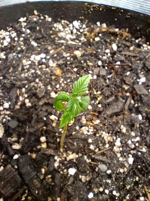 Northern Lights Auto | The Big Leagues. Week 0