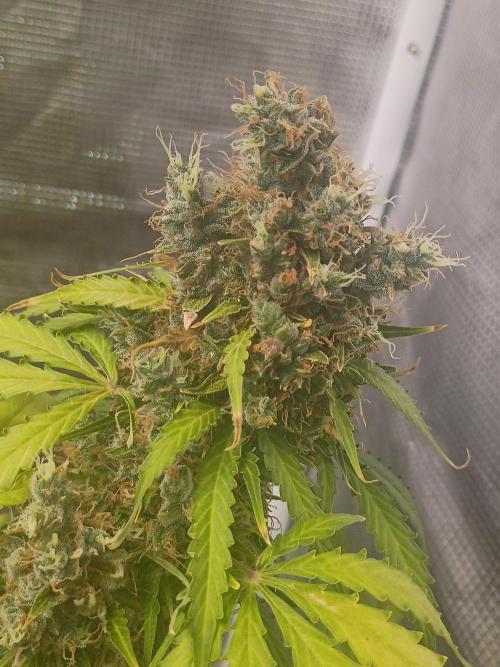 Alaskan Bananaberry Auto. Week 12