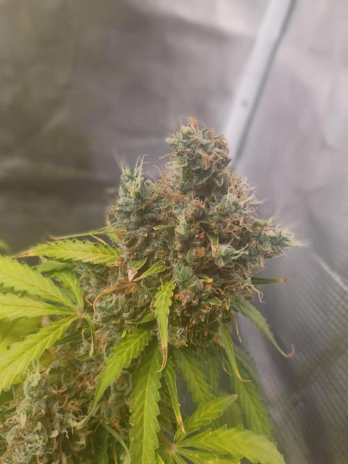 Alaskan Bananaberry Auto. Week 12