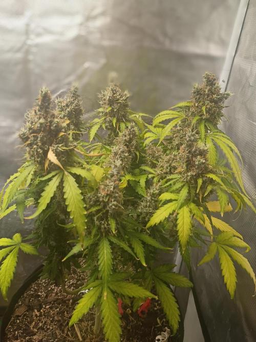 Alaskan Bananaberry Auto. Week 12