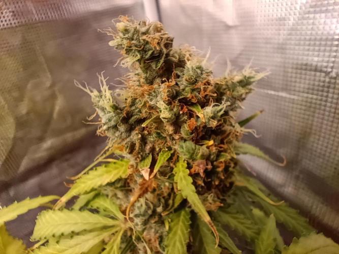 Alaskan Bananaberry Auto. Week 12