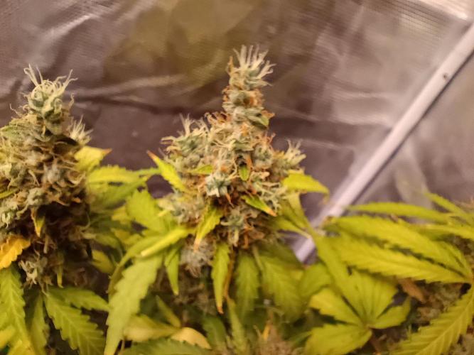 Alaskan Bananaberry Auto. Week 12