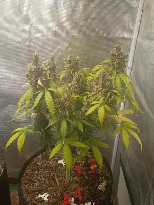 Alaskan Bananaberry Auto. Week 12