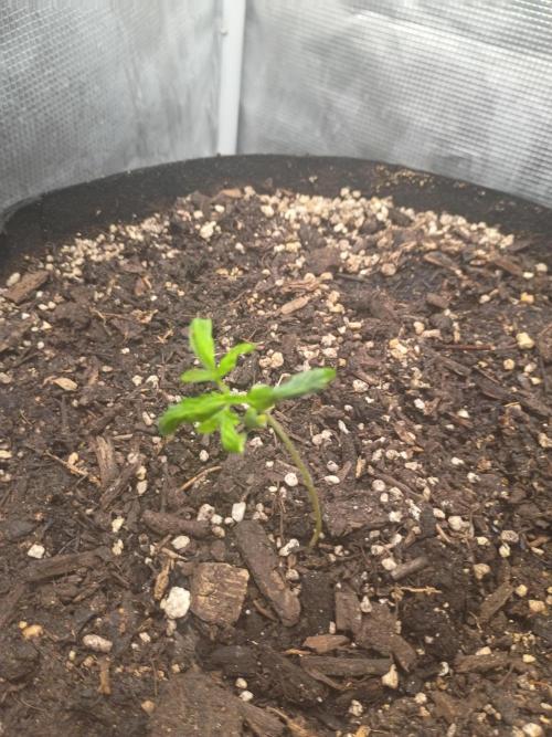 Northern Lights Auto | The Big Leagues. Week 1