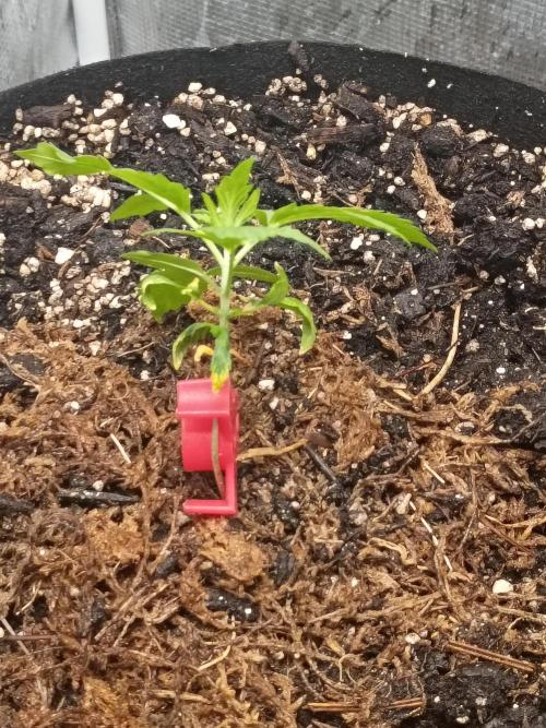 Northern Lights Auto | The Big Leagues. Week 1