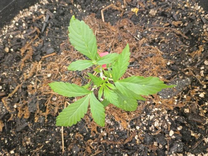 Northern Lights Auto | The Big Leagues. Week 1