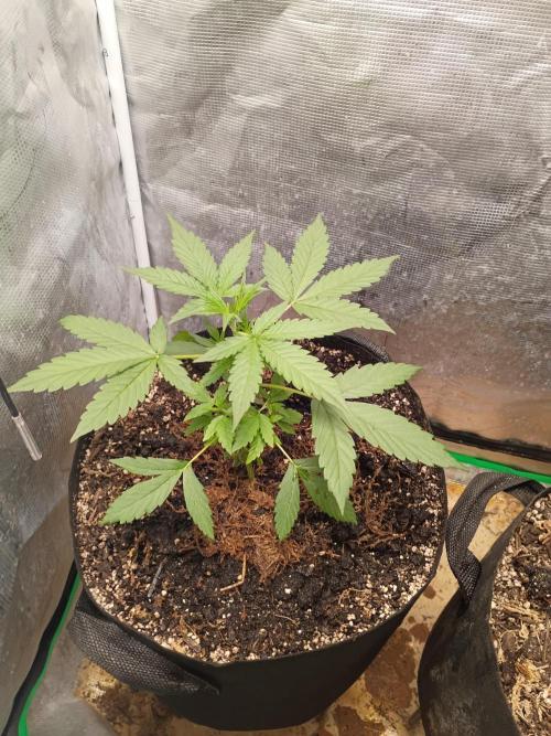 Northern Lights Auto | The Big Leagues. Week 2