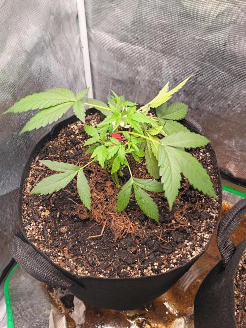 Northern Lights Auto | The Big Leagues. Week 2