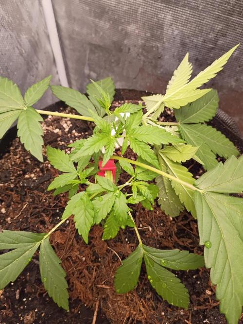 Northern Lights Auto | The Big Leagues. Week 3