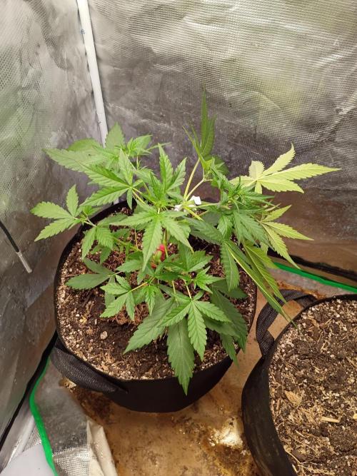 Northern Lights Auto | The Big Leagues. Week 3