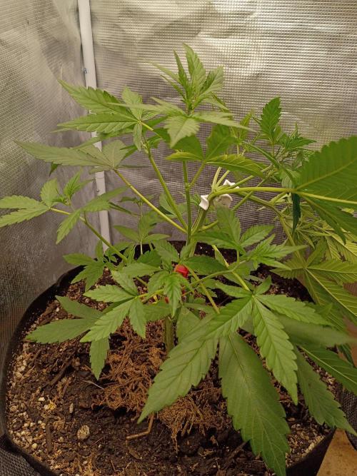 Northern Lights Auto | The Big Leagues. Week 3
