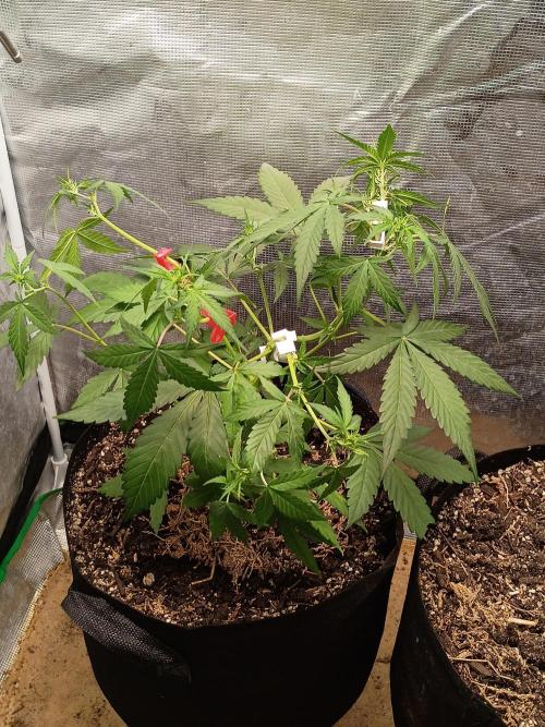 Northern Lights Auto | The Big Leagues. Week 3