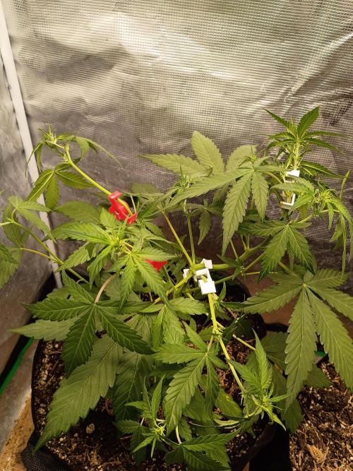 Northern Lights Auto | The Big Leagues. Week 3