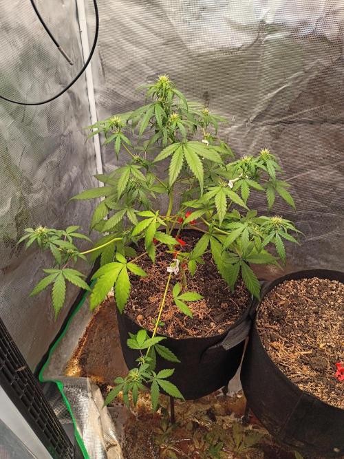 3 × 3 Grow Tent. Week 6