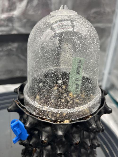 First One. Week 0
