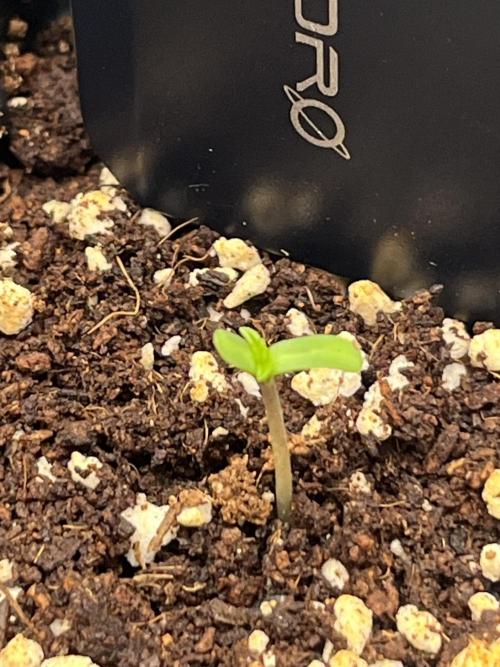 First One. Week 0 - 28/09/2026