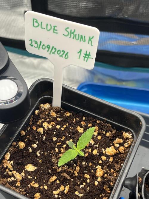 First One. Week 1 - 3cm