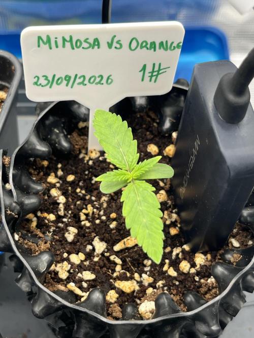 First One. Week 1 - 6cm