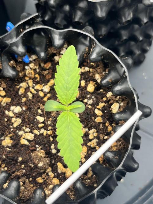 First One. Week 1 - 5cm