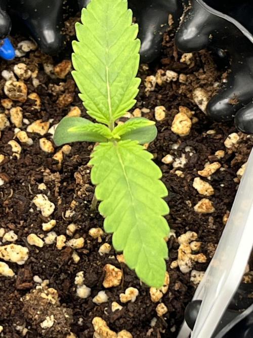 First One. Week 1