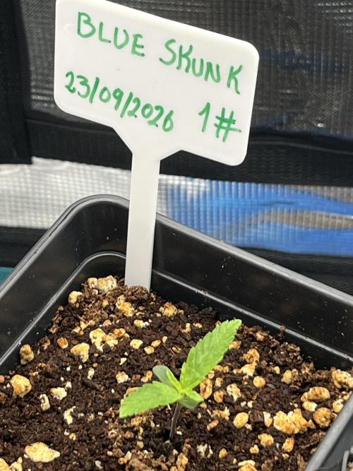 First One. Week 1