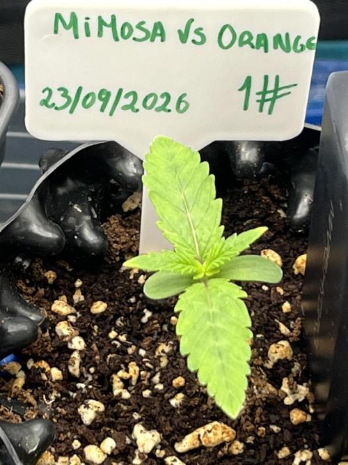 Sensi Seeds - Blue Skunk Fem by Cannabinatek