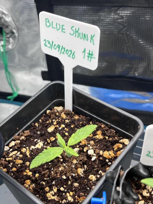 First One. Week 1