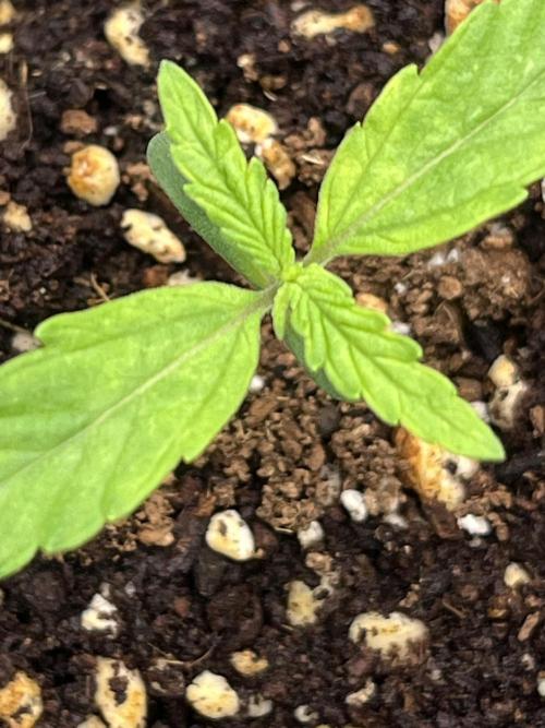 First One. Week 1 - Day 5/10