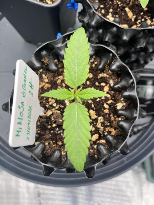 First One. Week 1 - Day 5/10