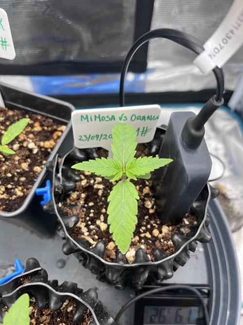 First One. Week 1 - Day 5/10